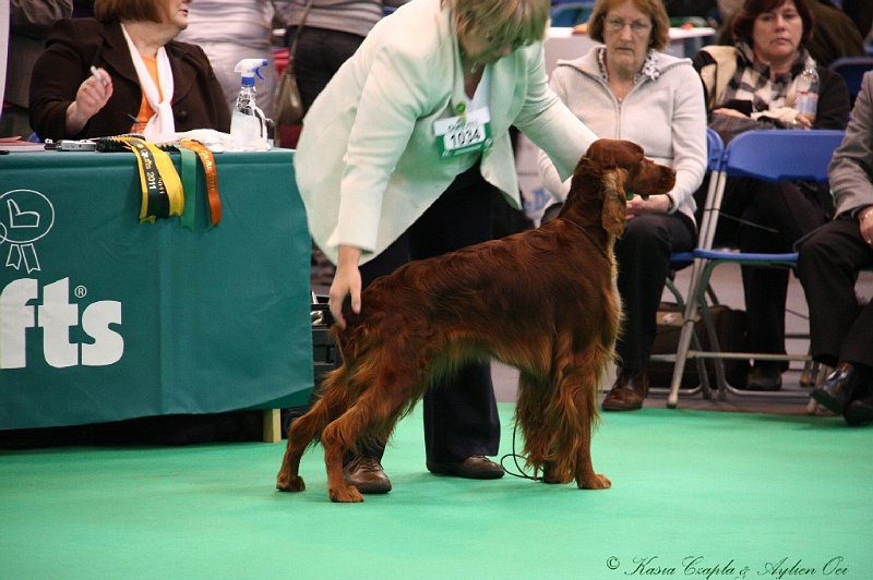 Crufts2011 341.jpg